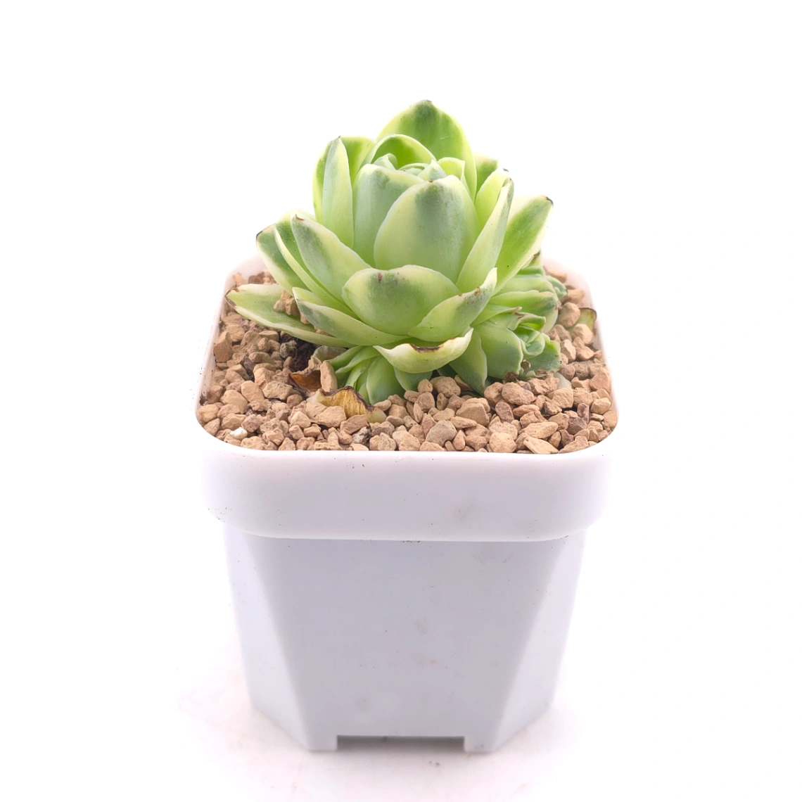 Aeonium greenovia 'Spring Dawn' | 春曉玫瑰 thumbnail 3