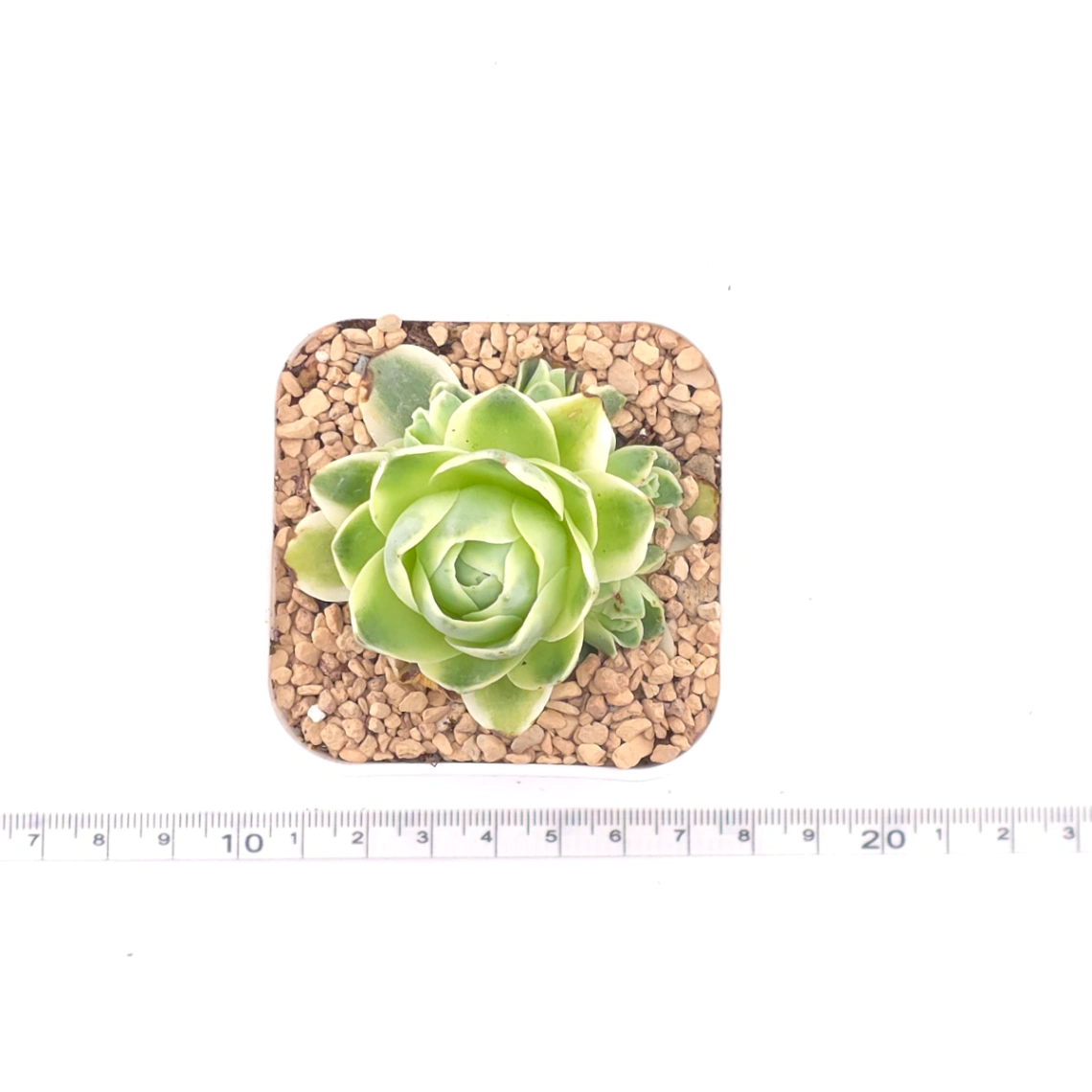 Aeonium greenovia 'Spring Dawn' | 春曉玫瑰 thumbnail 4