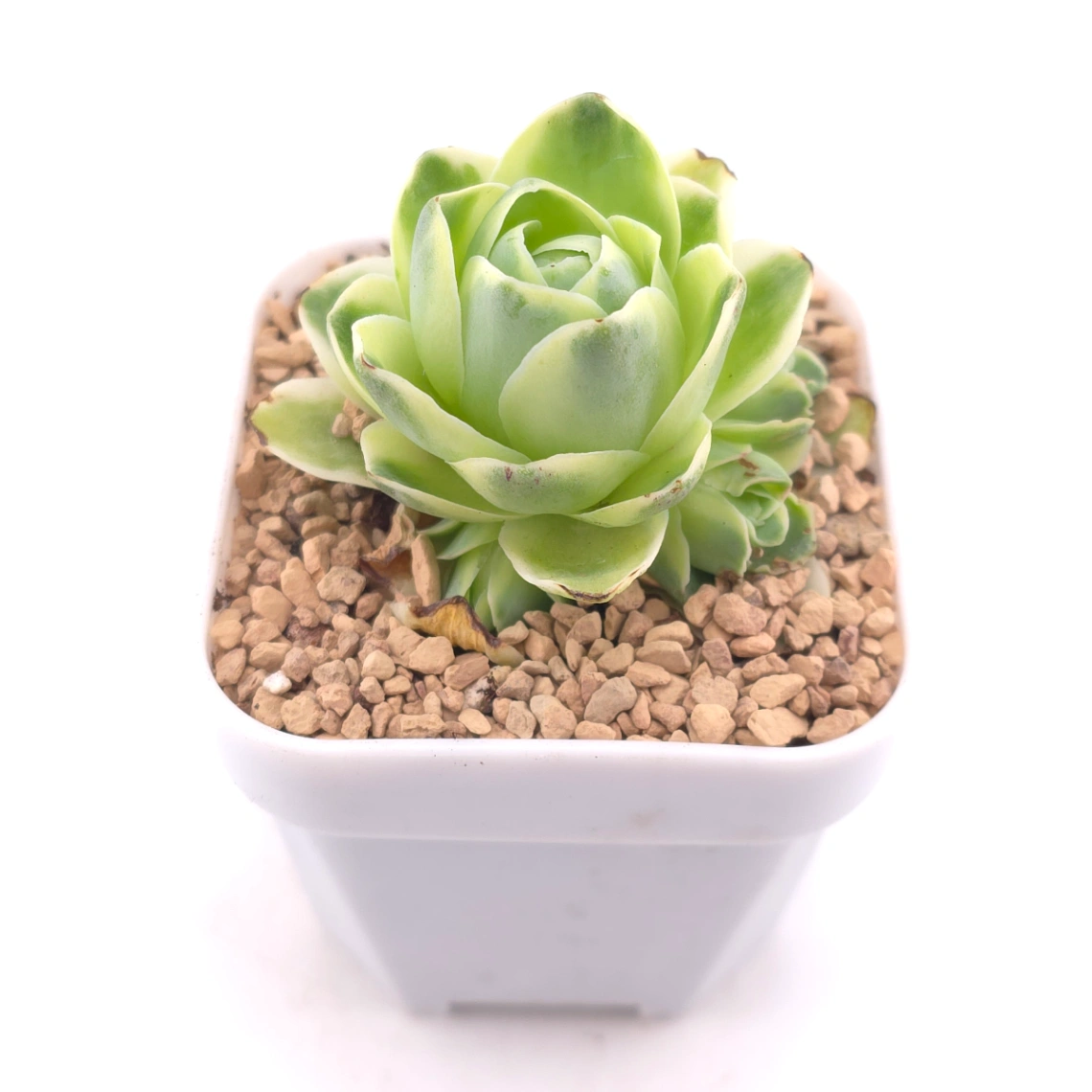 Aeonium greenovia 'Spring Dawn' | 春曉玫瑰 thumbnail 2
