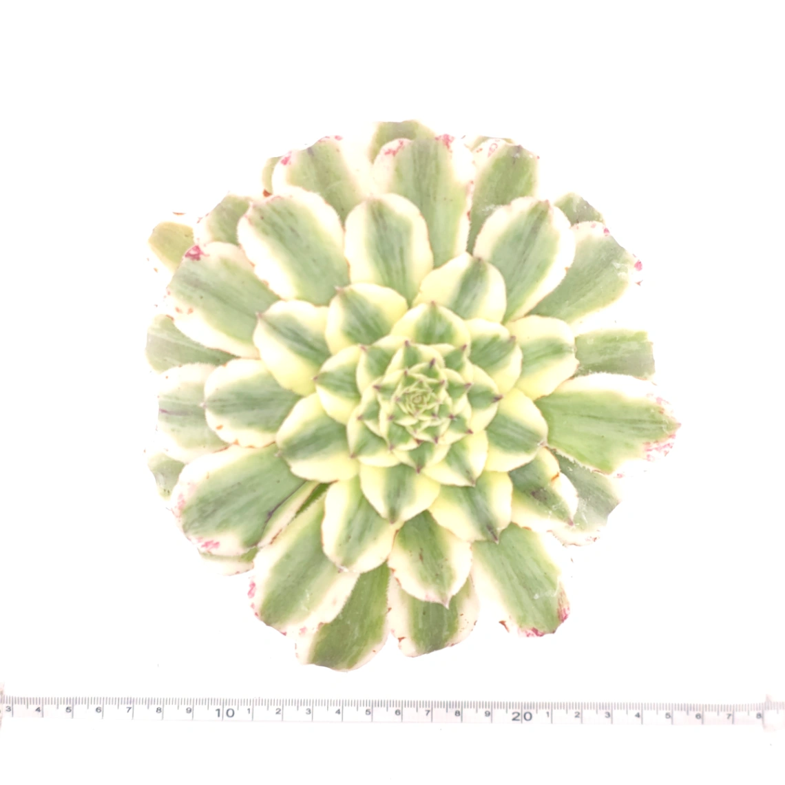 Aeonium ‘Ivory Jade' | 翡翠锦衣  thumbnail 4