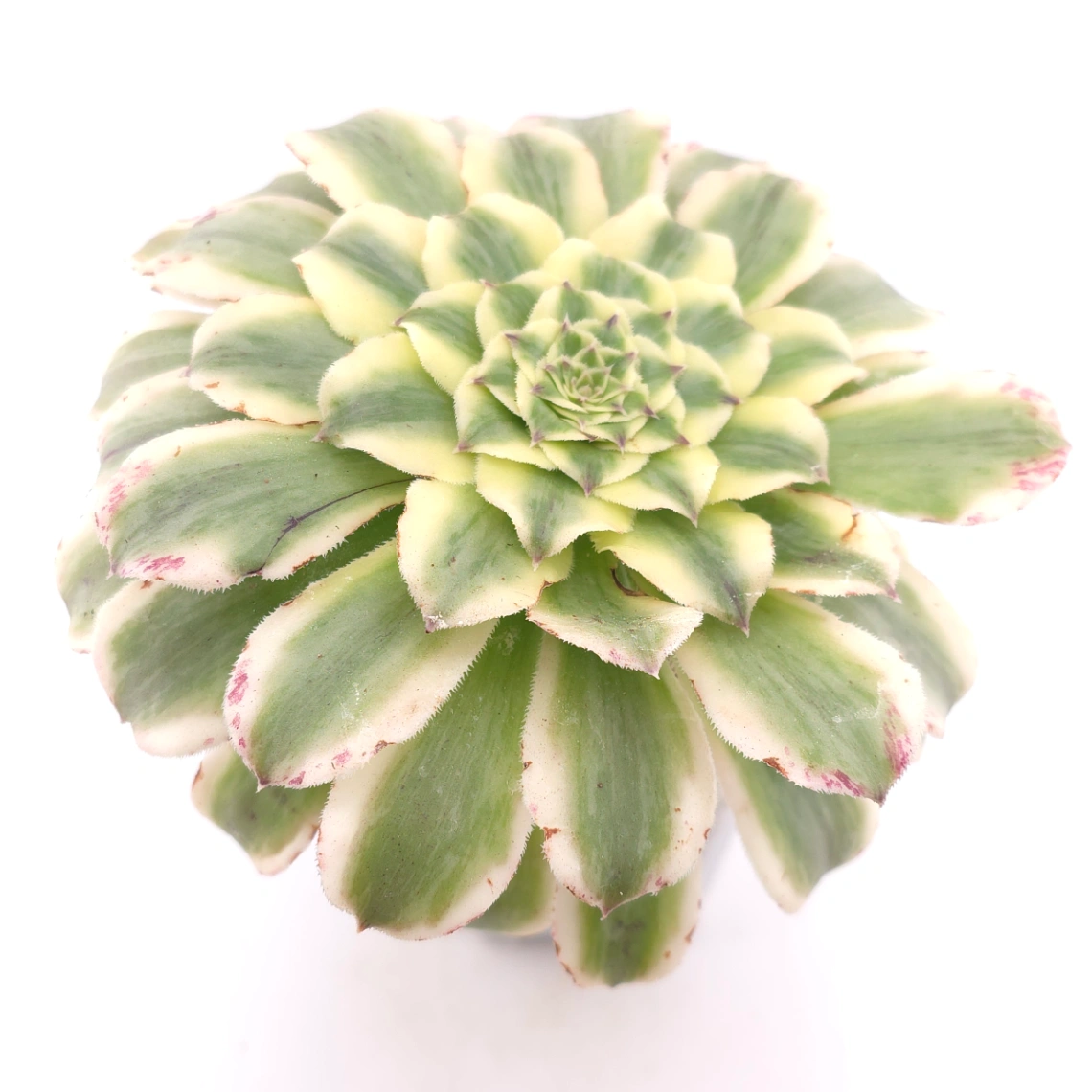 Aeonium ‘Ivory Jade' | 翡翠锦衣  thumbnail 2