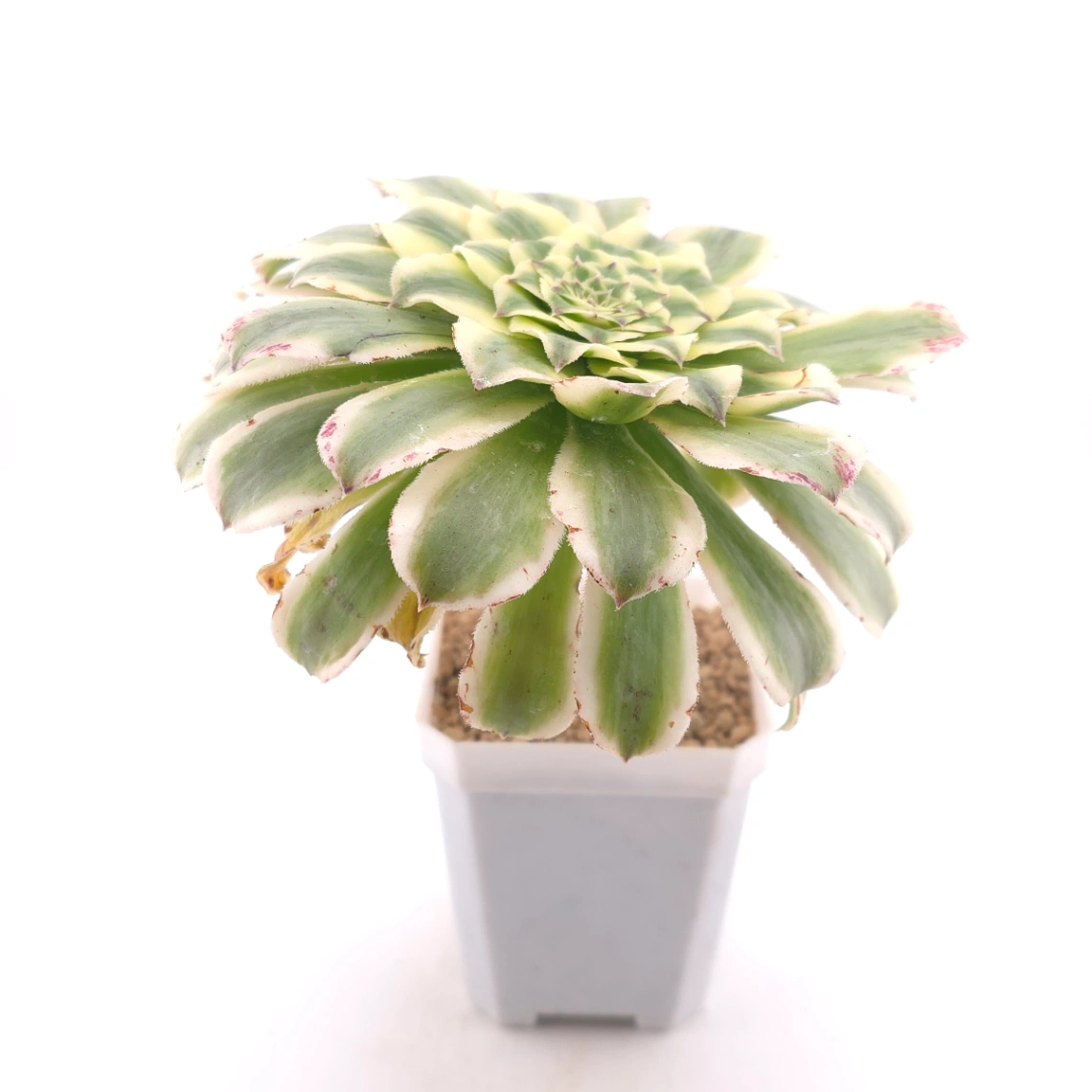 Aeonium ‘Ivory Jade' | 翡翠锦衣  thumbnail 3