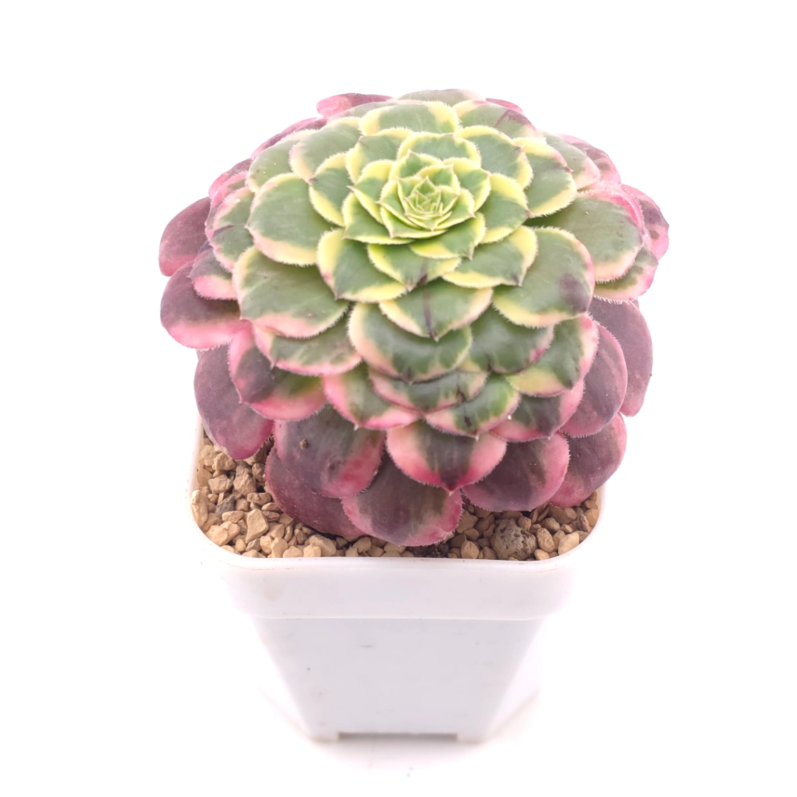 Aeonium ‘Lavender Fairy' | 紫霞仙子  thumbnail 2