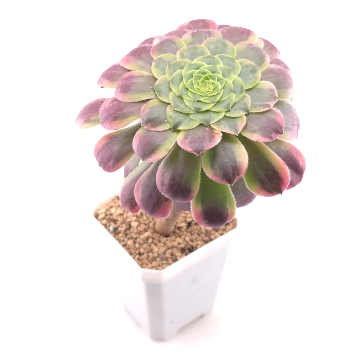 Aeonium ‘Lavender Fairy' | 紫霞仙子  thumbnail 2