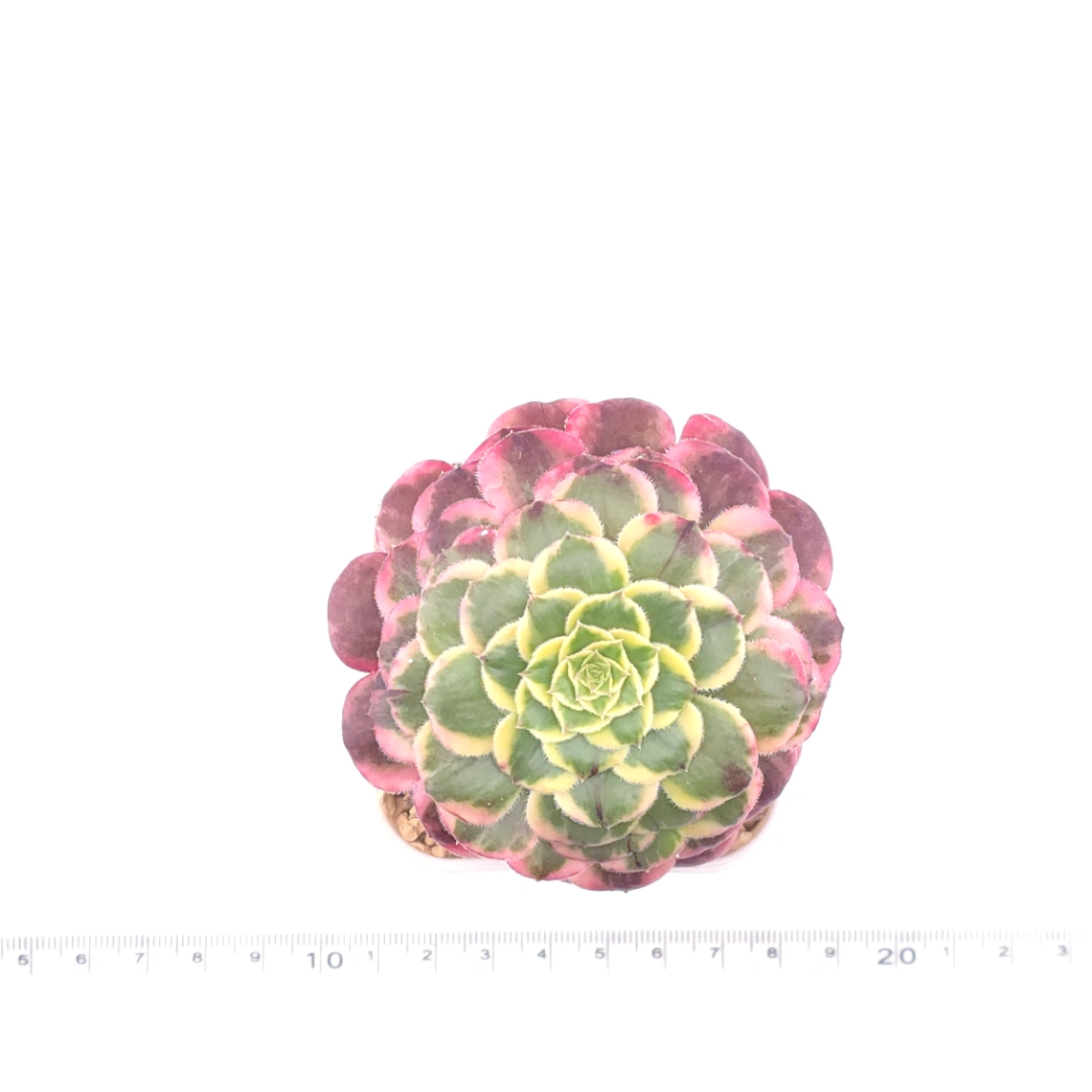 Aeonium ‘Lavender Fairy' | 紫霞仙子  thumbnail 4
