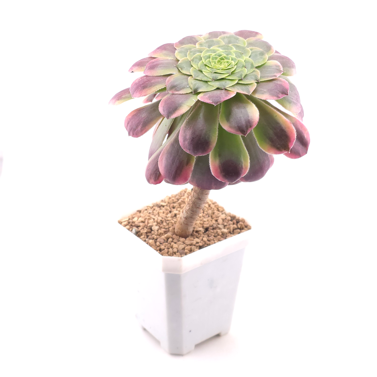 Aeonium ‘Lavender Fairy' | 紫霞仙子  thumbnail 3