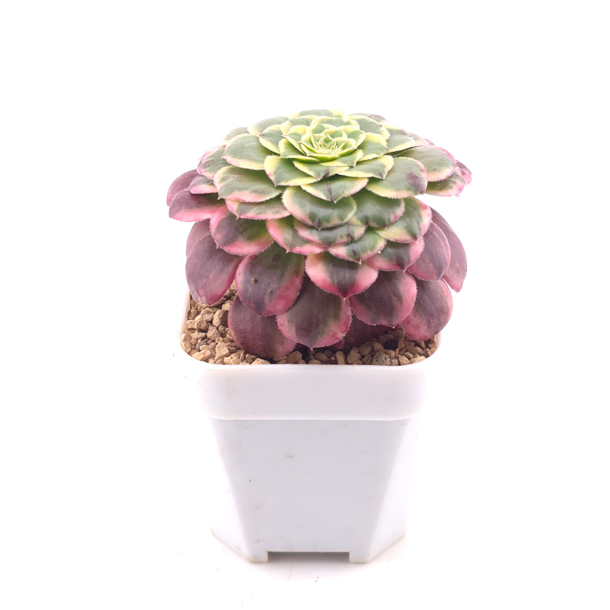 Aeonium ‘Lavender Fairy' | 紫霞仙子  thumbnail 3