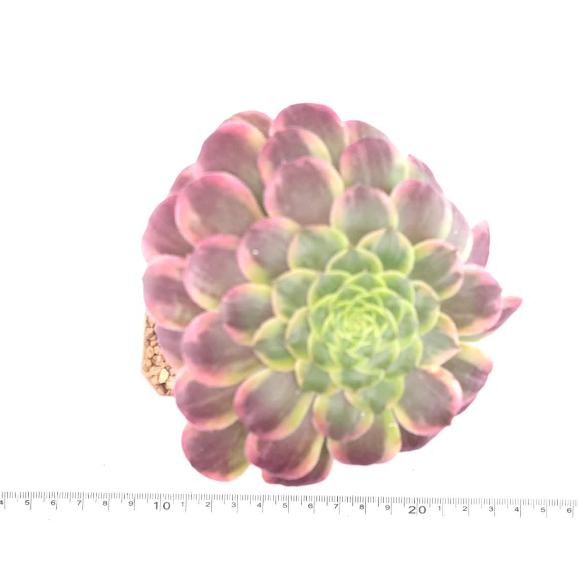 Aeonium ‘Lavender Fairy' | 紫霞仙子  thumbnail 4
