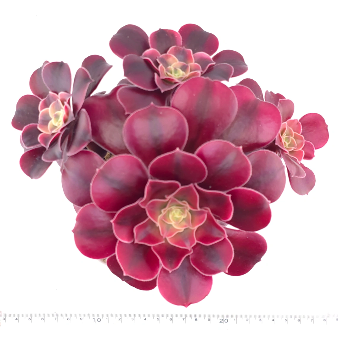 Aeonium ‘Medusa’ | 美杜莎法師 thumbnail 5