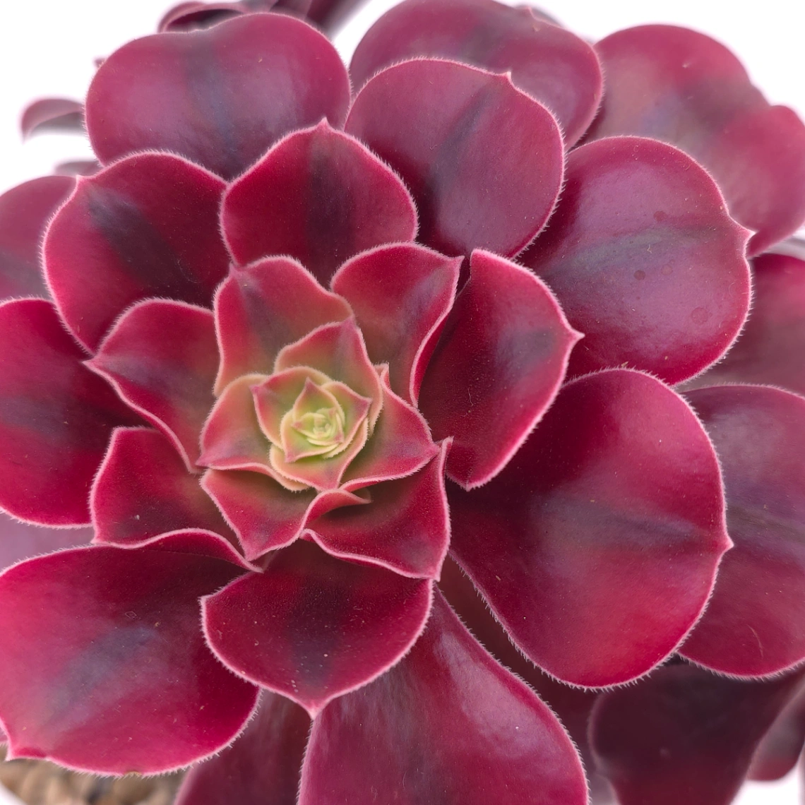 Aeonium ‘Medusa’ | 美杜莎法師 thumbnail 4