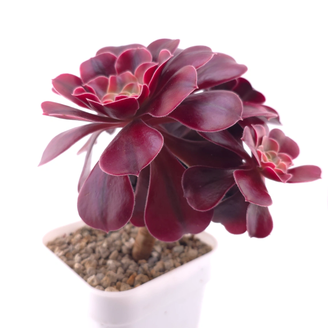 Aeonium ‘Medusa’ | 美杜莎法師 thumbnail 3