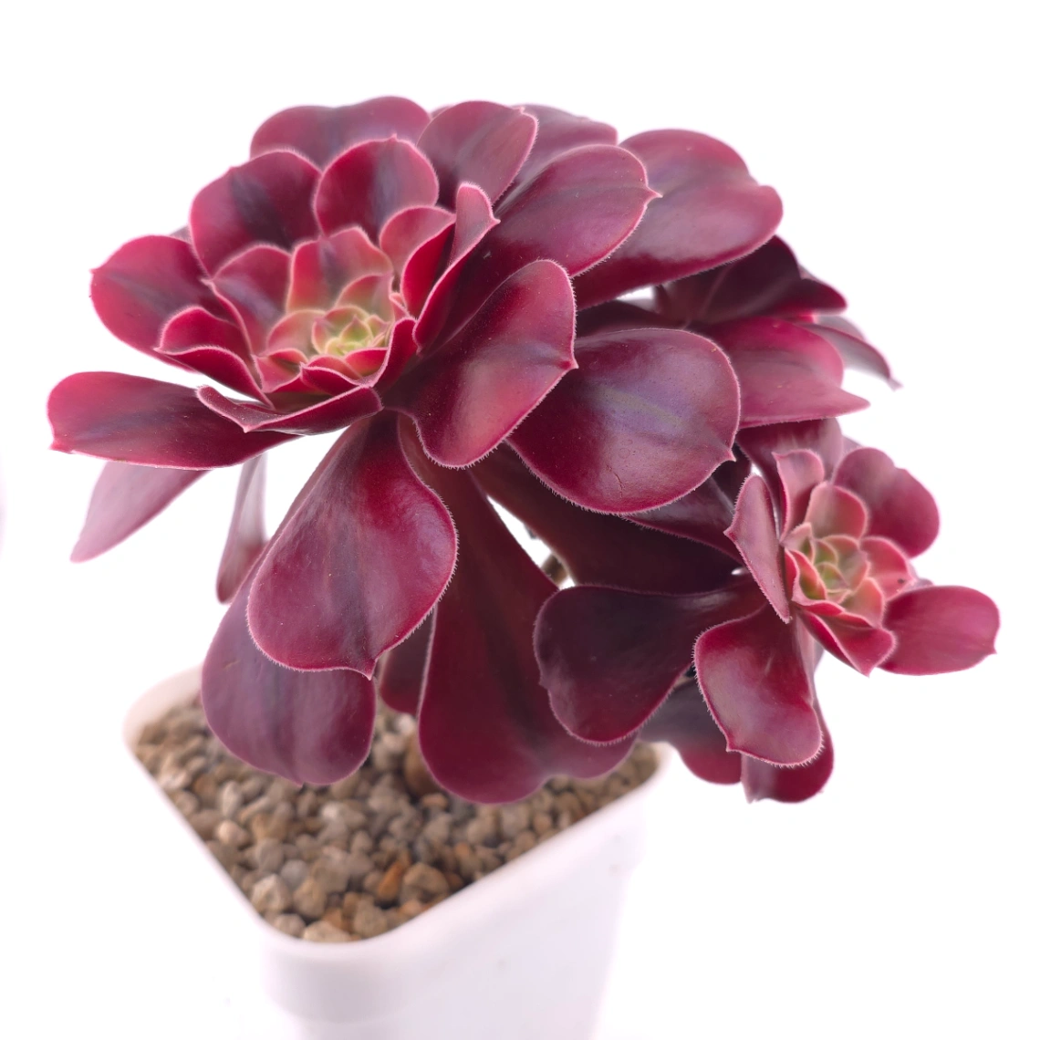 Aeonium ‘Medusa’ | 美杜莎法師 thumbnail 2