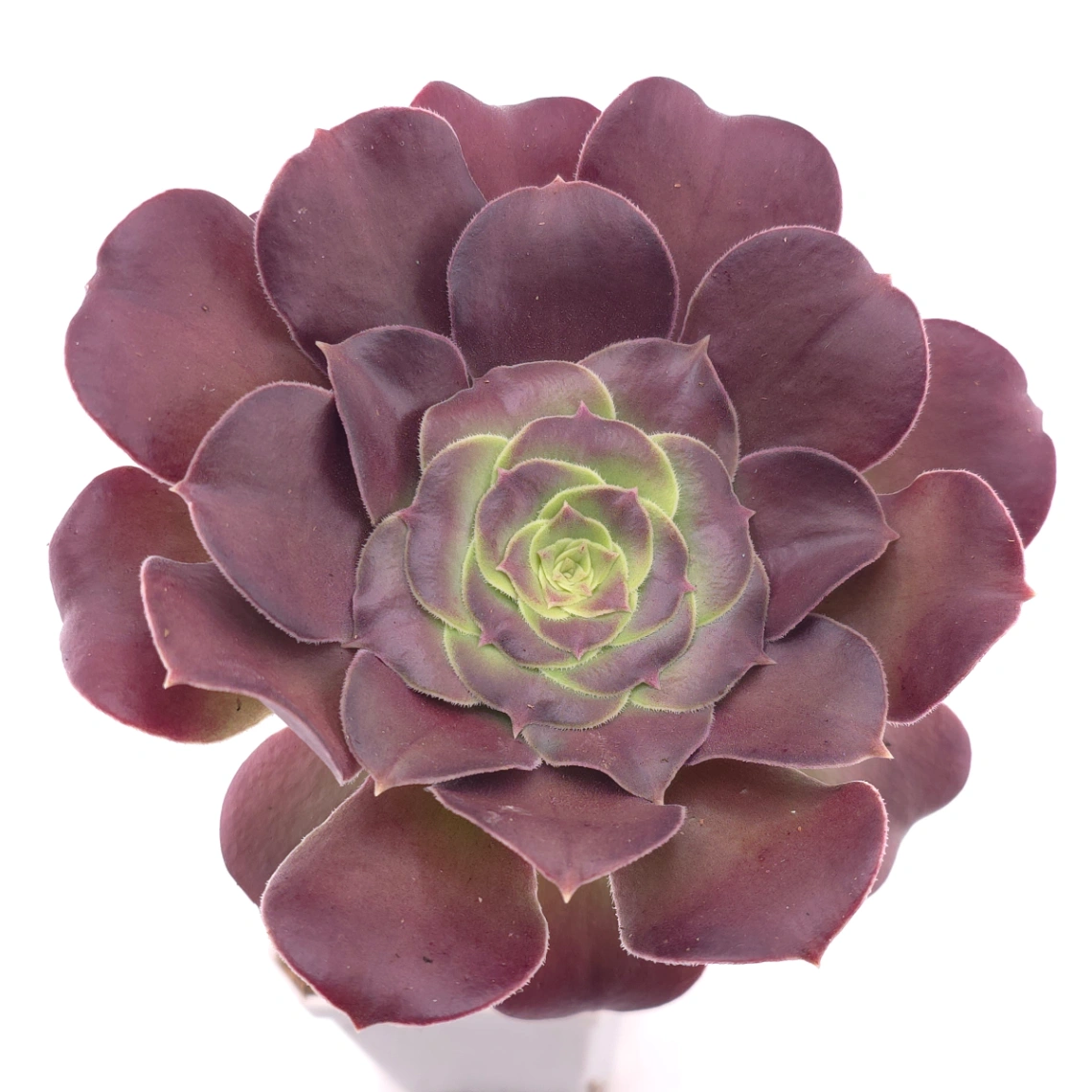 Aeonium ‘Rose Dusk’ | 玫暮 thumbnail 2