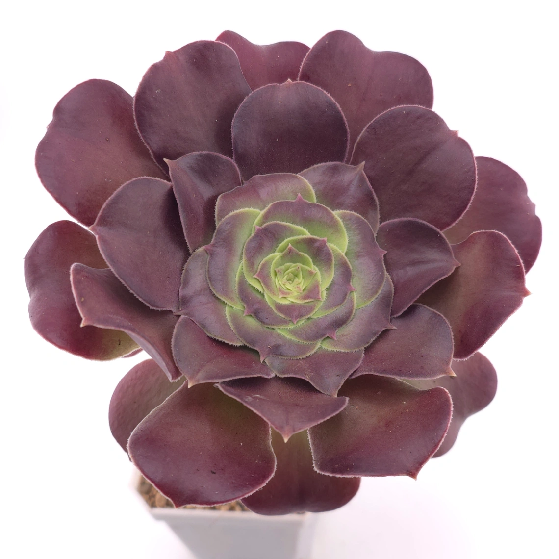 Aeonium ‘Rose Dusk’ | 玫暮 - View 1
