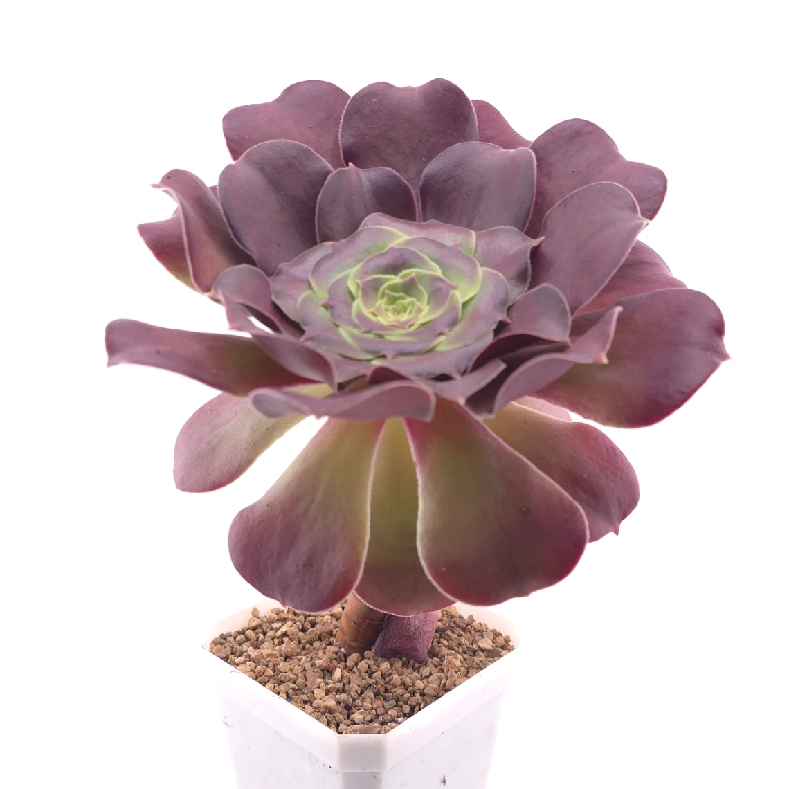 Aeonium ‘Rose Dusk’ | 玫暮 thumbnail 3