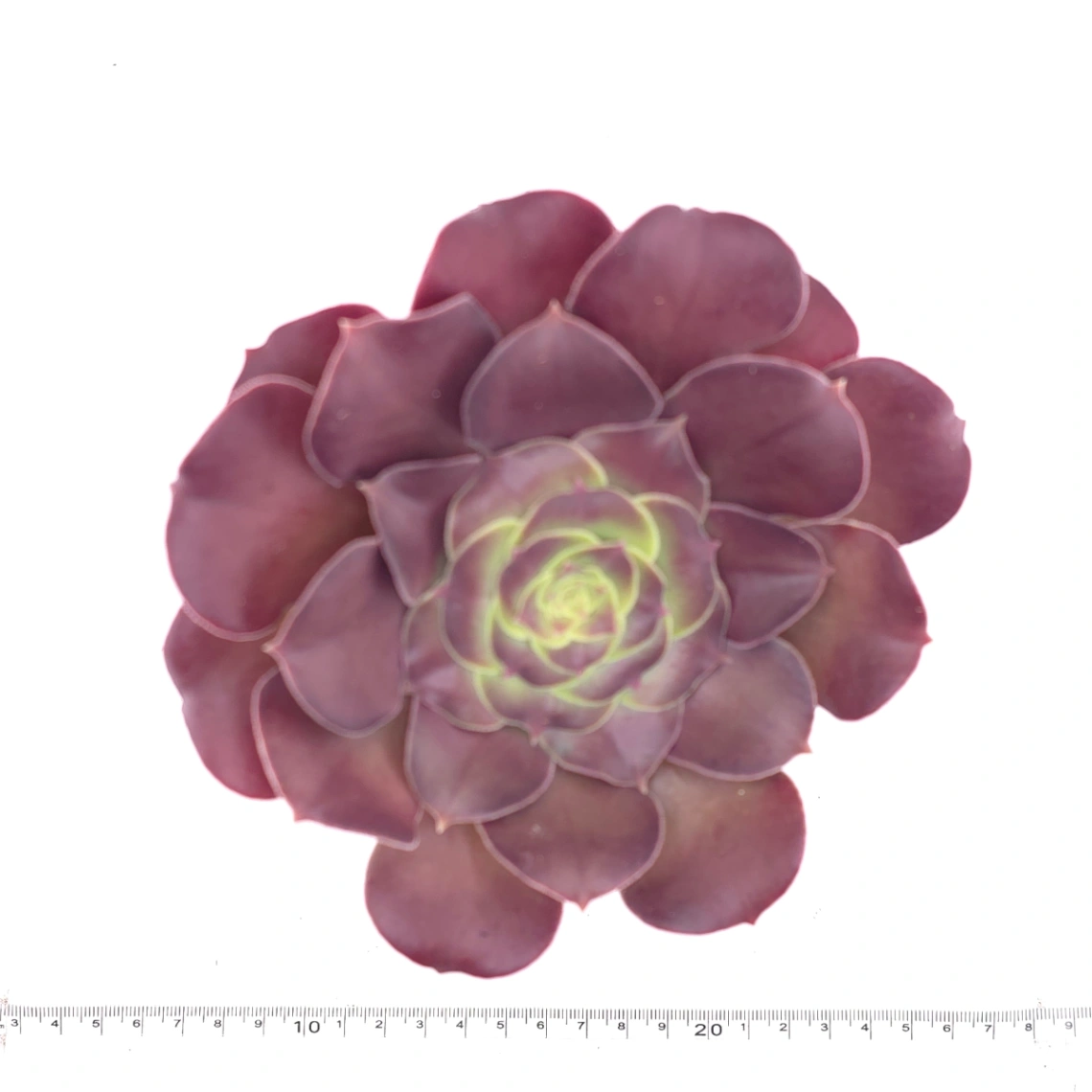 Aeonium ‘Rose Dusk’ | 玫暮 thumbnail 4