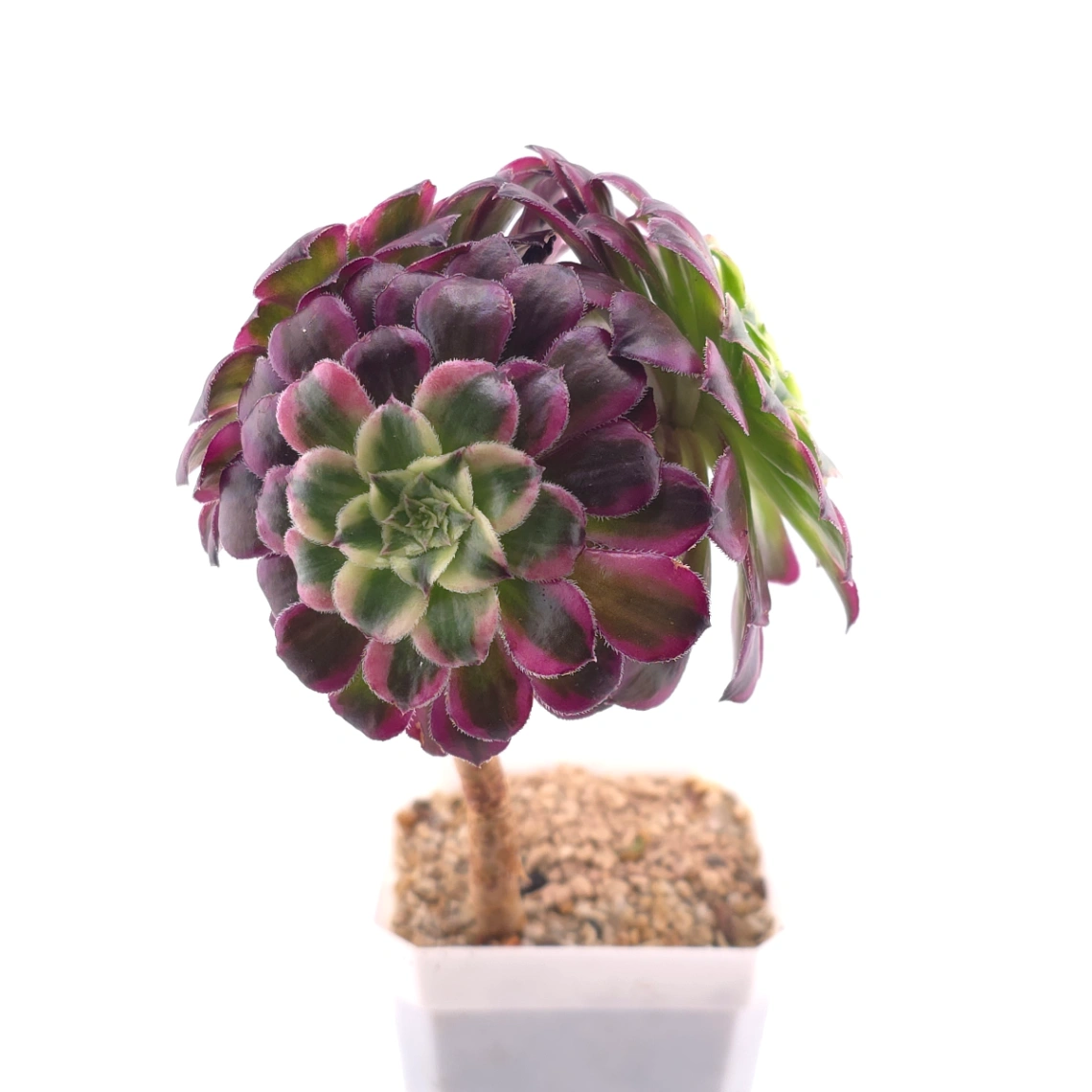 Aeonium 'Peacock Plume' |  翠羽紫霓 thumbnail 3