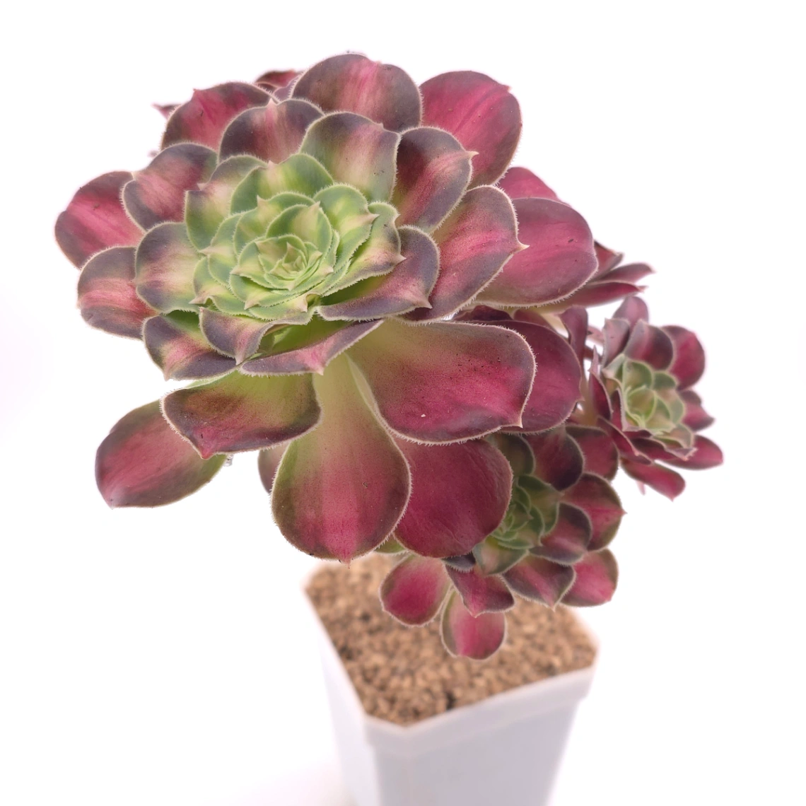 Aeonium ‘Shaohua’ | 韶華 thumbnail 2