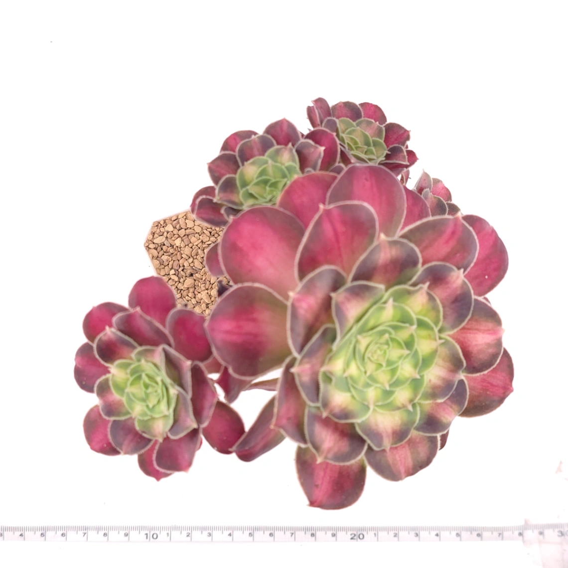 Aeonium ‘Shaohua’ | 韶華 thumbnail 4