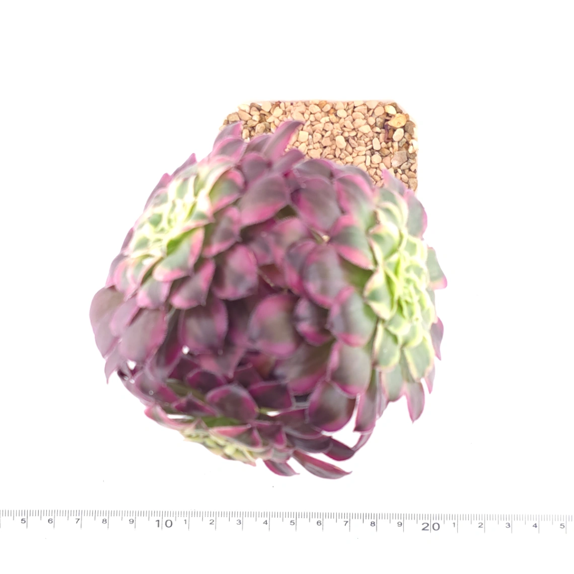 Aeonium 'Peacock Plume' |  翠羽紫霓 thumbnail 4