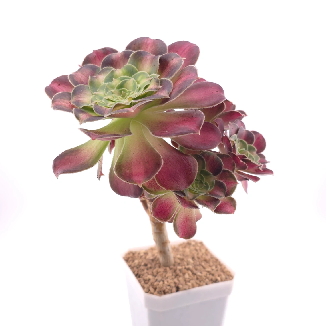 Aeonium ‘Shaohua’ | 韶華 thumbnail 3