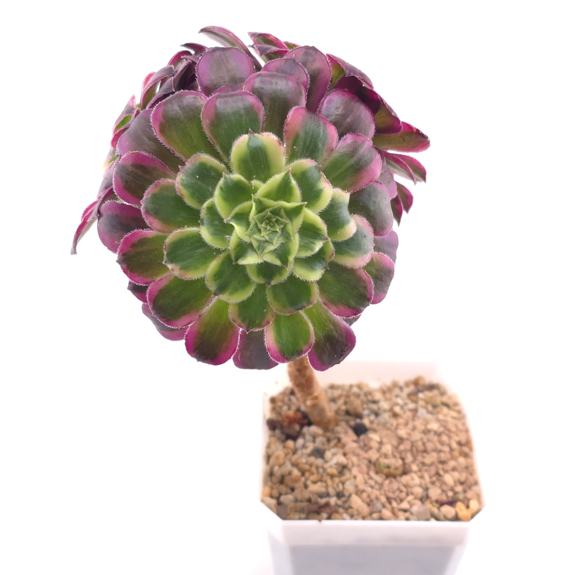 Aeonium 'Peacock Plume' |  翠羽紫霓 thumbnail 2