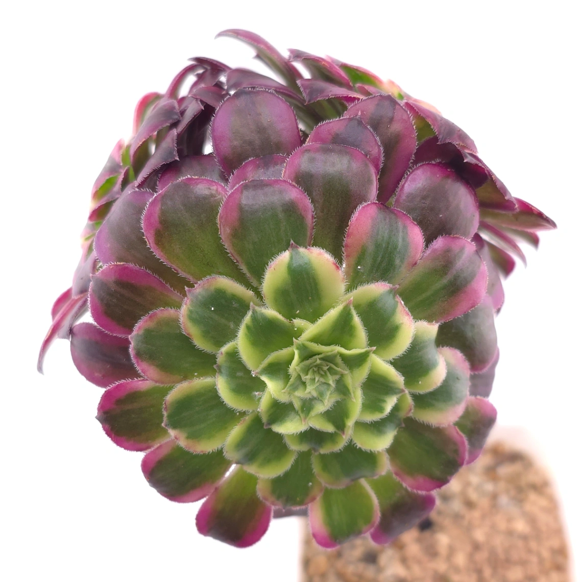 Aeonium 'Peacock Plume' | 翠羽紫霓 - View 1