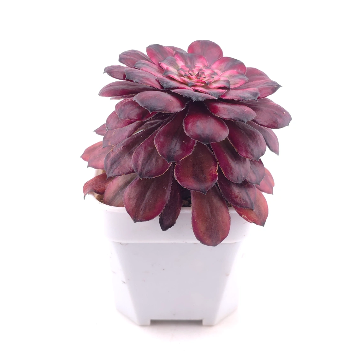 Aeonium ‘Velvet Rose’ | 天鵝絨法師 thumbnail 3