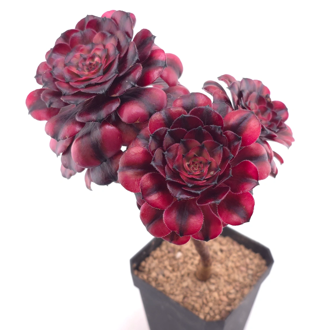 Aeonium ‘Velvet Rose’ | 天鵝絨法師 thumbnail 2