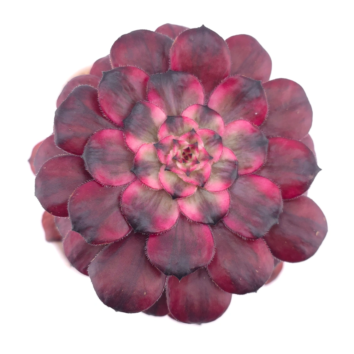 Aeonium ‘Velvet Rose’ | 天鵝絨法師 - View 1