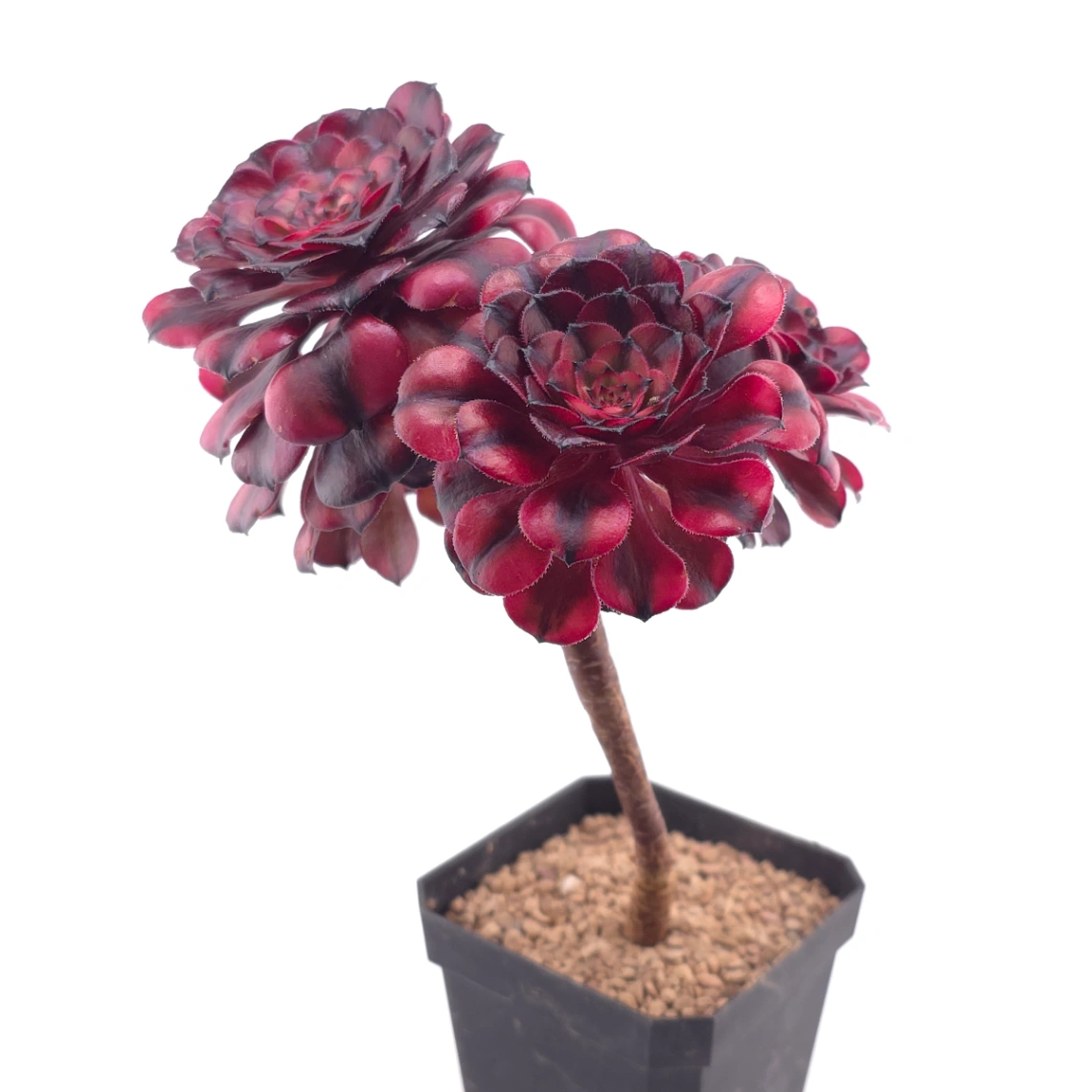 Aeonium ‘Velvet Rose’ | 天鵝絨法師 thumbnail 3