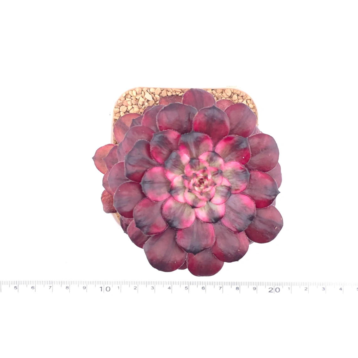 Aeonium ‘Velvet Rose’ | 天鵝絨法師 thumbnail 4