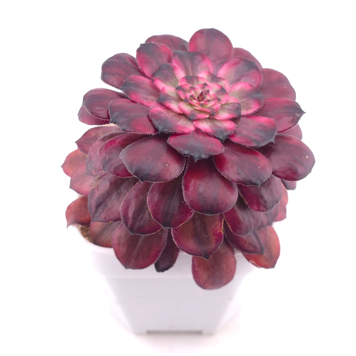 Aeonium ‘Velvet Rose’ | 天鵝絨法師 thumbnail 2