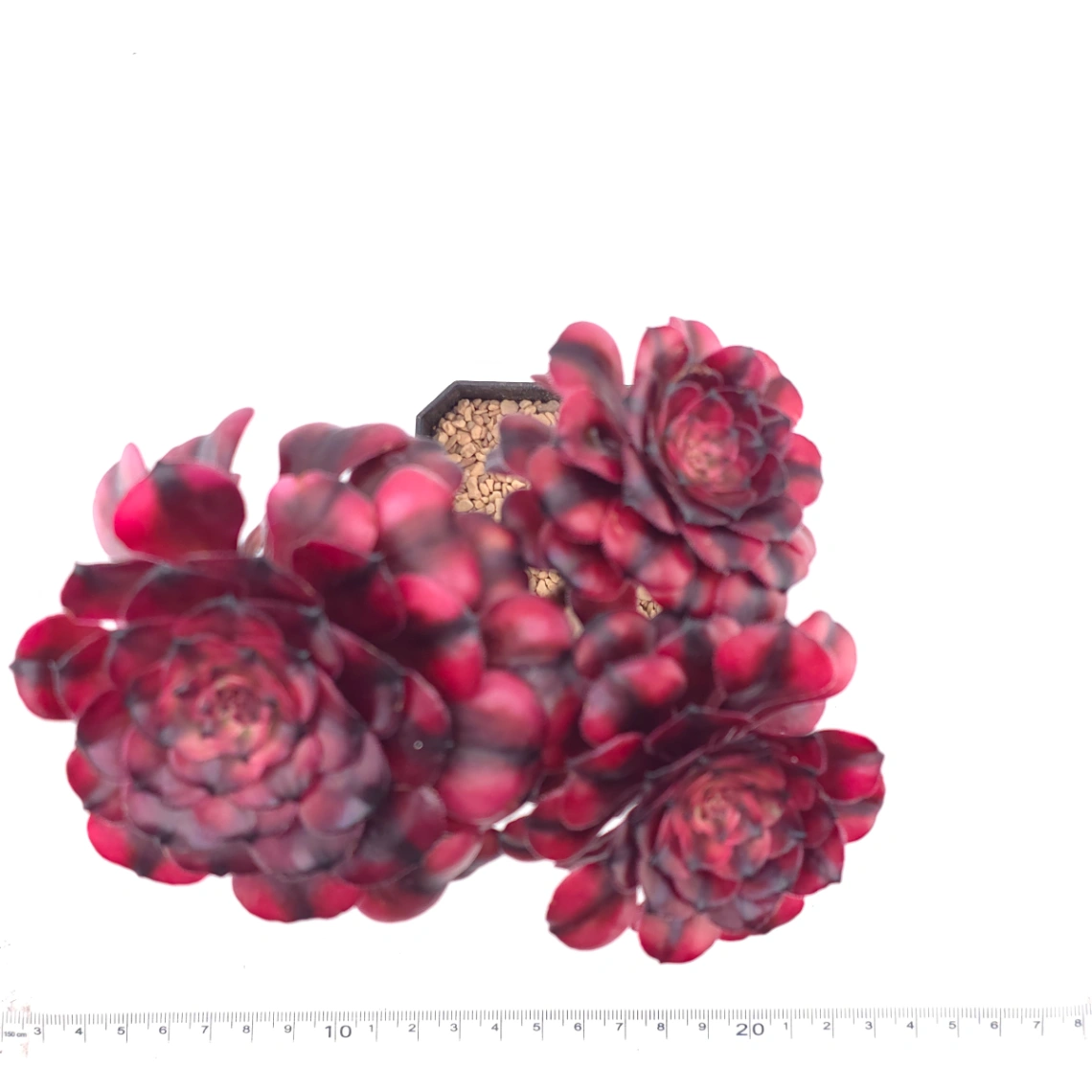 Aeonium ‘Velvet Rose’ | 天鵝絨法師 thumbnail 4