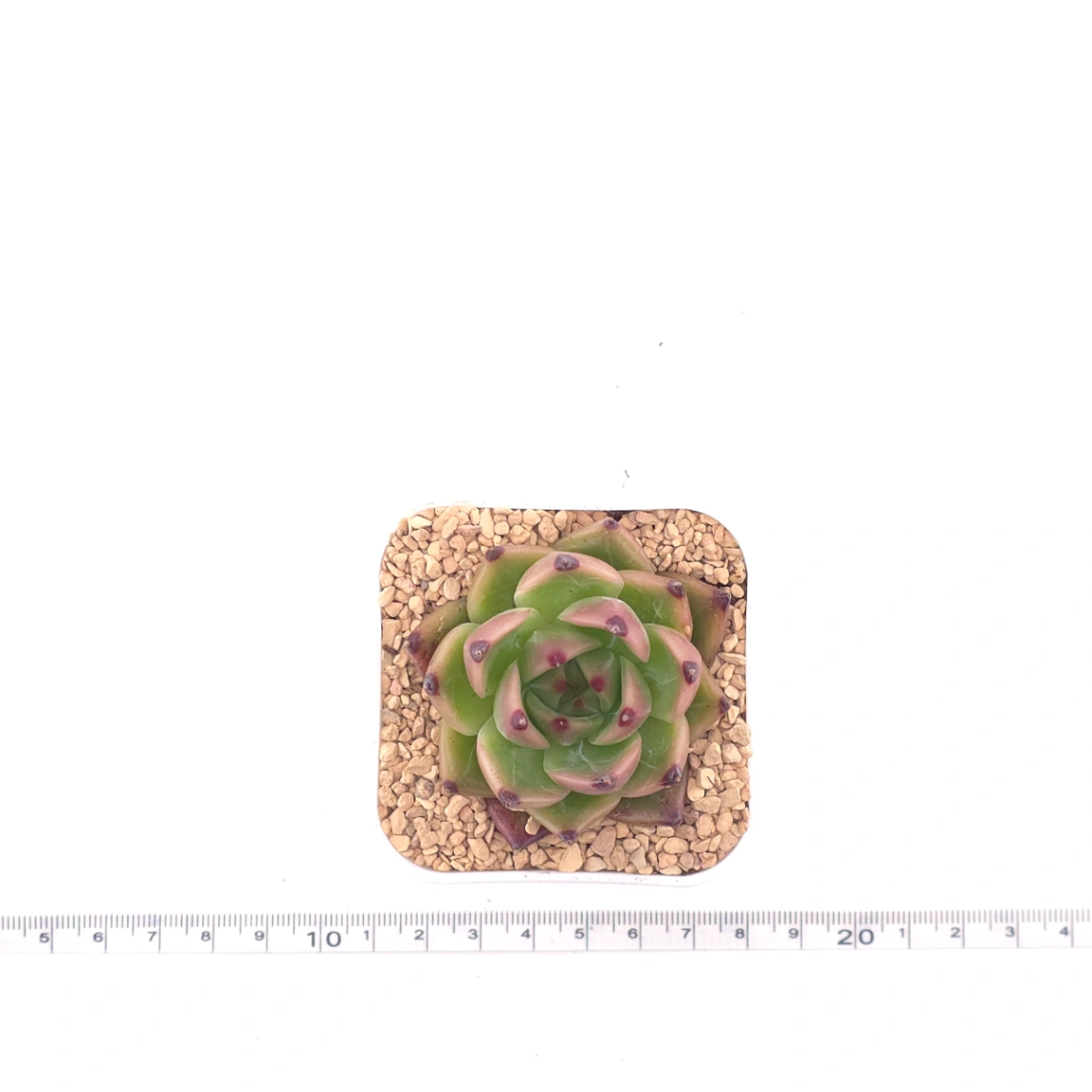 Echeveria agavoides 'Blue Dragon' | 藍龍 thumbnail 4
