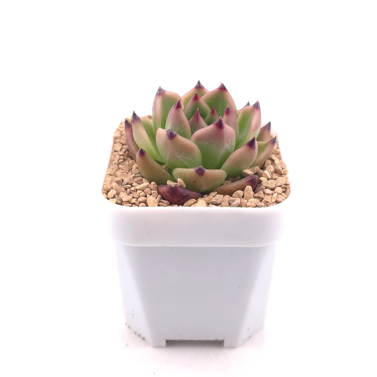 Echeveria agavoides 'Blue Dragon' | 藍龍 thumbnail 3