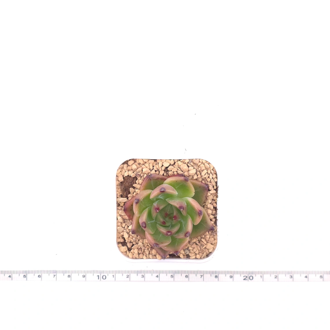 Echeveria agavoides 'Blue Dragon' | 藍龍 thumbnail 4
