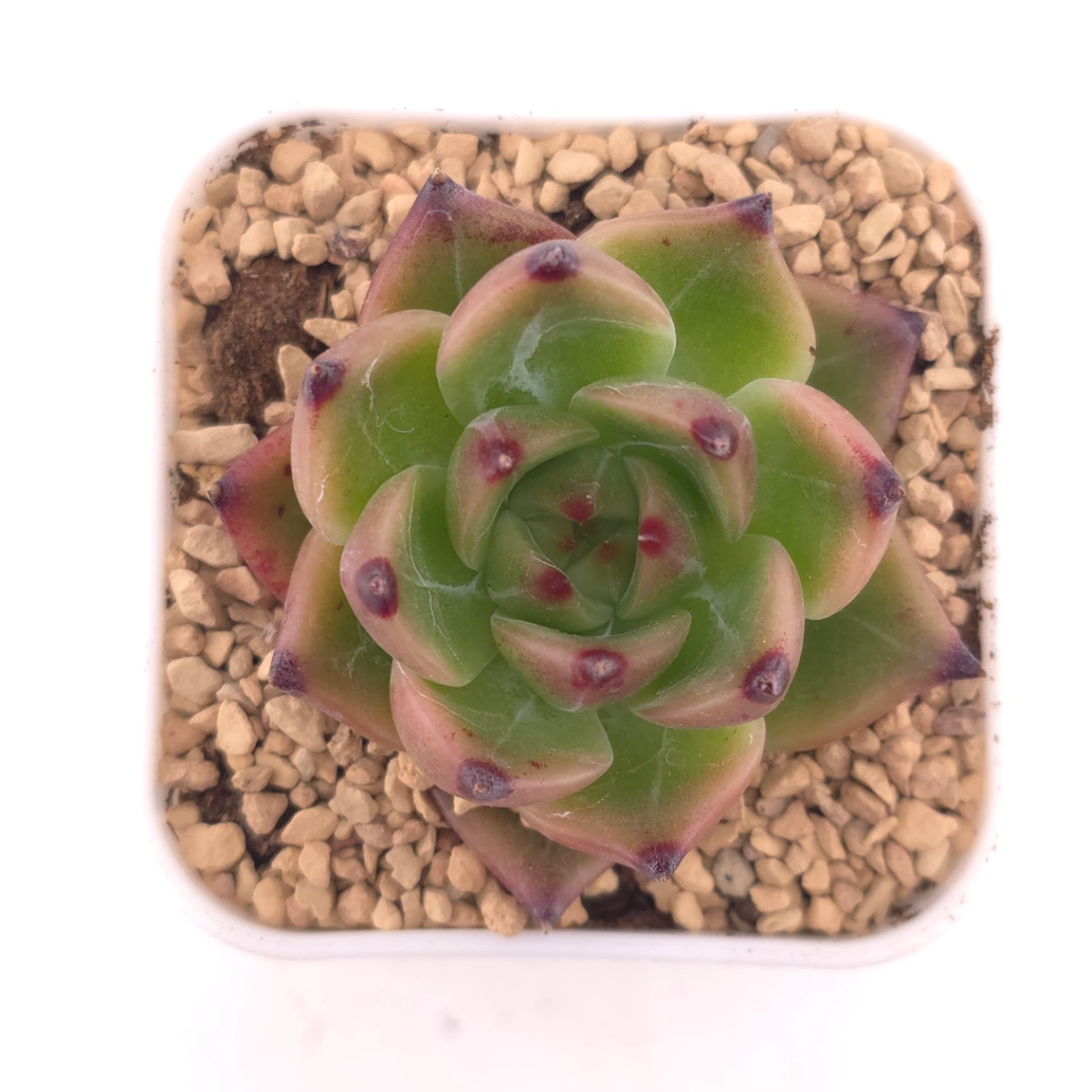 Echeveria agavoides 'Blue Dragon' | 藍龍 - View 1