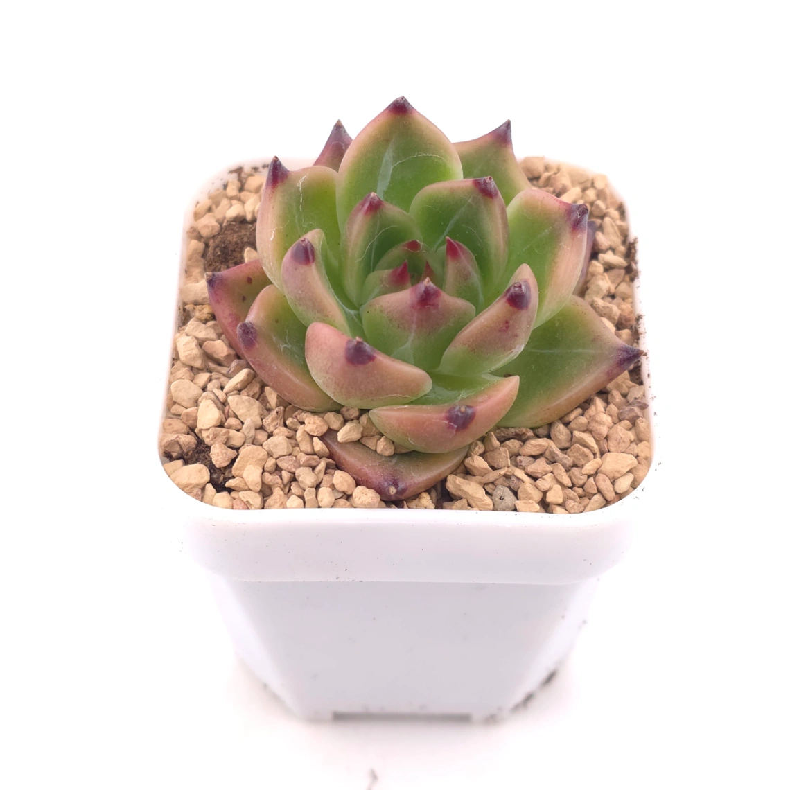 Echeveria agavoides 'Blue Dragon' | 藍龍 thumbnail 2