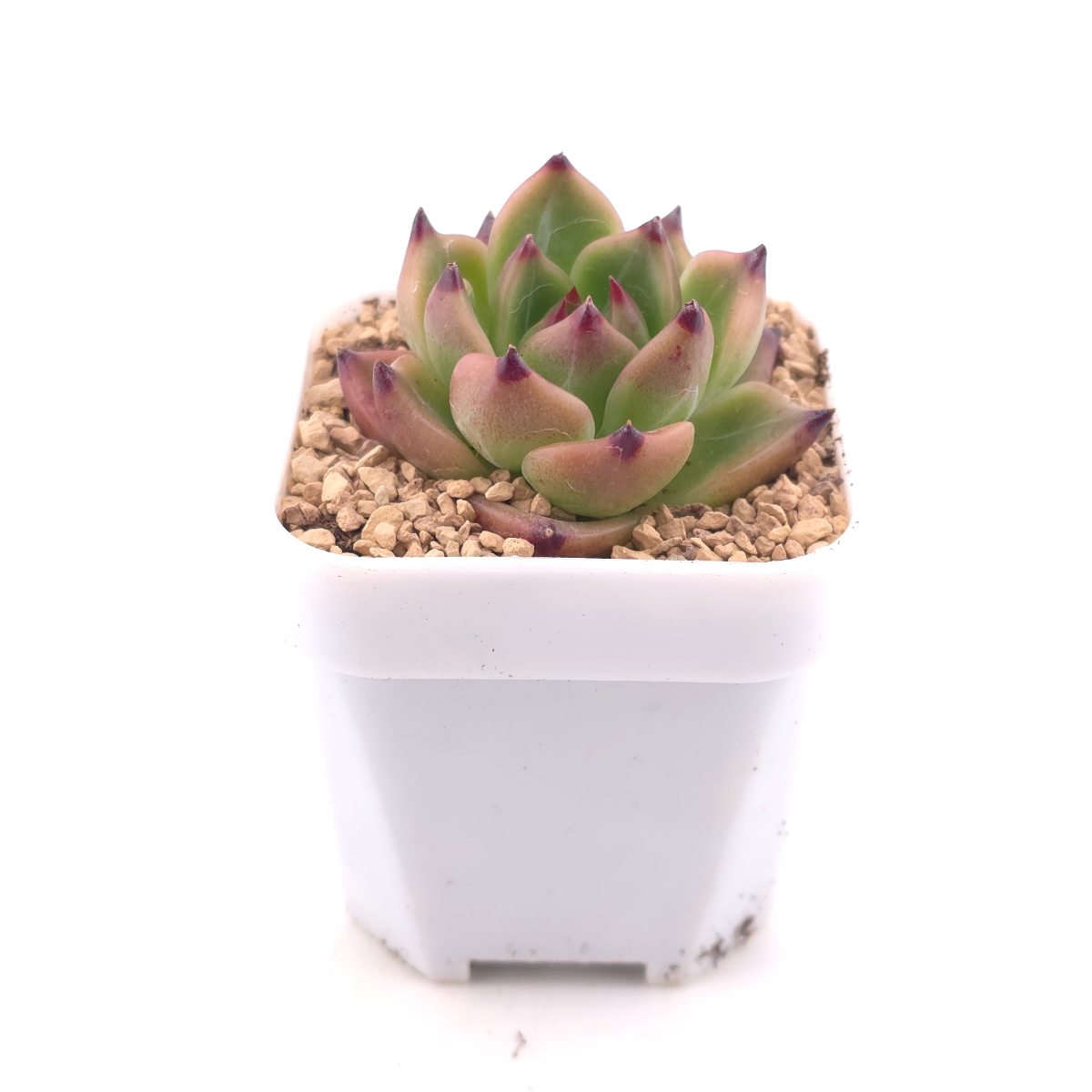 Echeveria agavoides 'Blue Dragon' | 藍龍 thumbnail 3