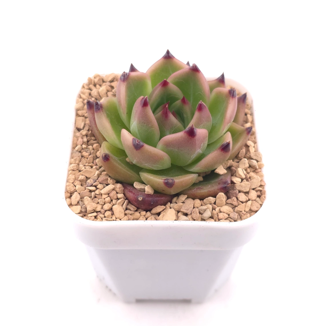 Echeveria agavoides 'Blue Dragon' | 藍龍 thumbnail 2