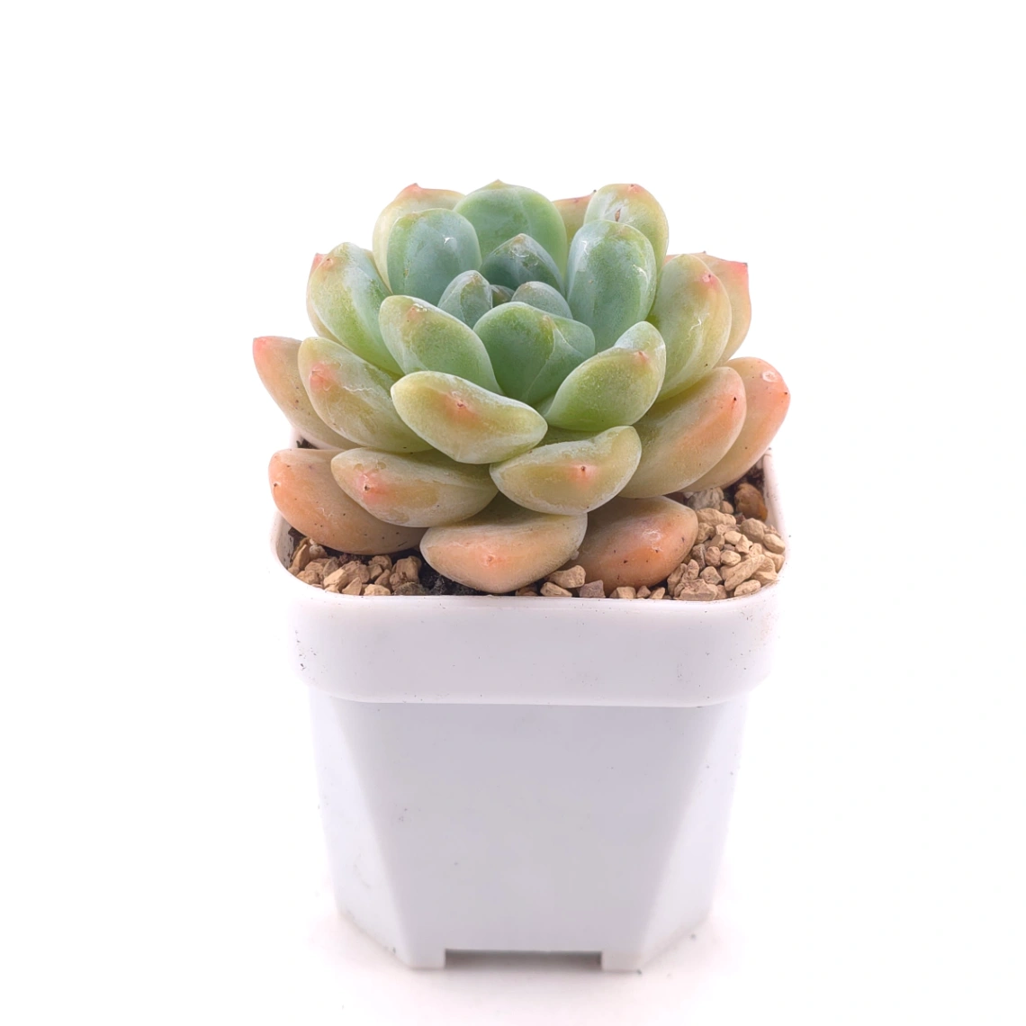 Echeveria ‘All Star’ | 全明星 thumbnail 3