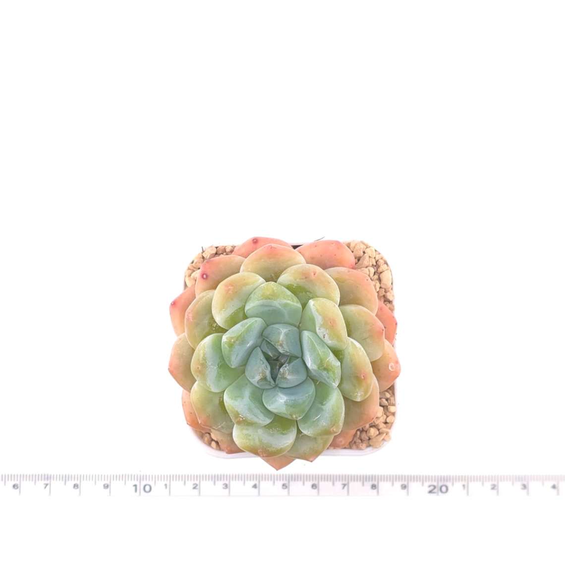 Echeveria ‘All Star’ | 全明星 thumbnail 4