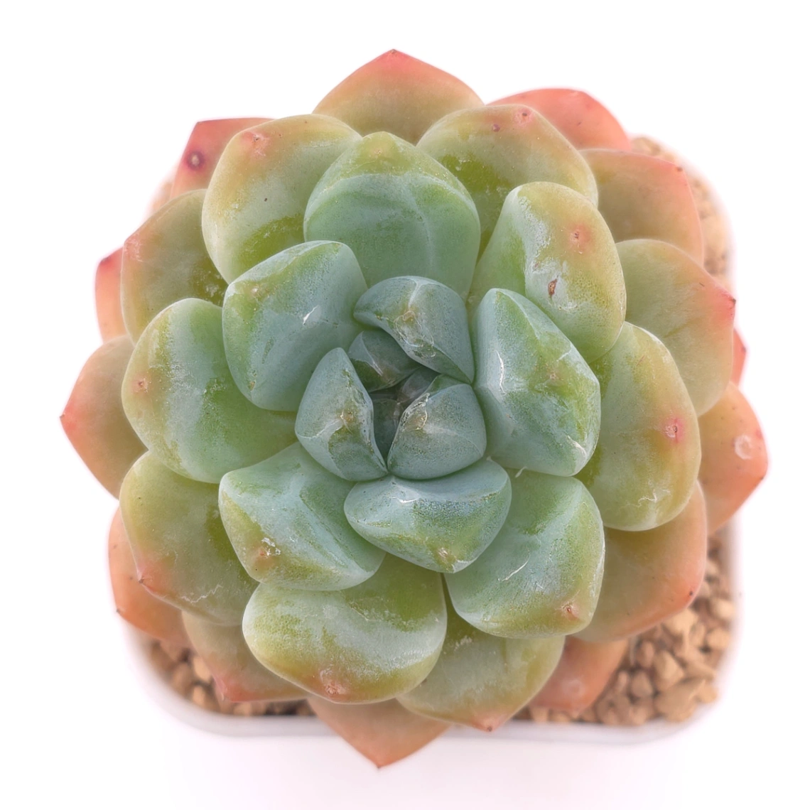 Echeveria ‘All Star’ | 全明星 - View 1