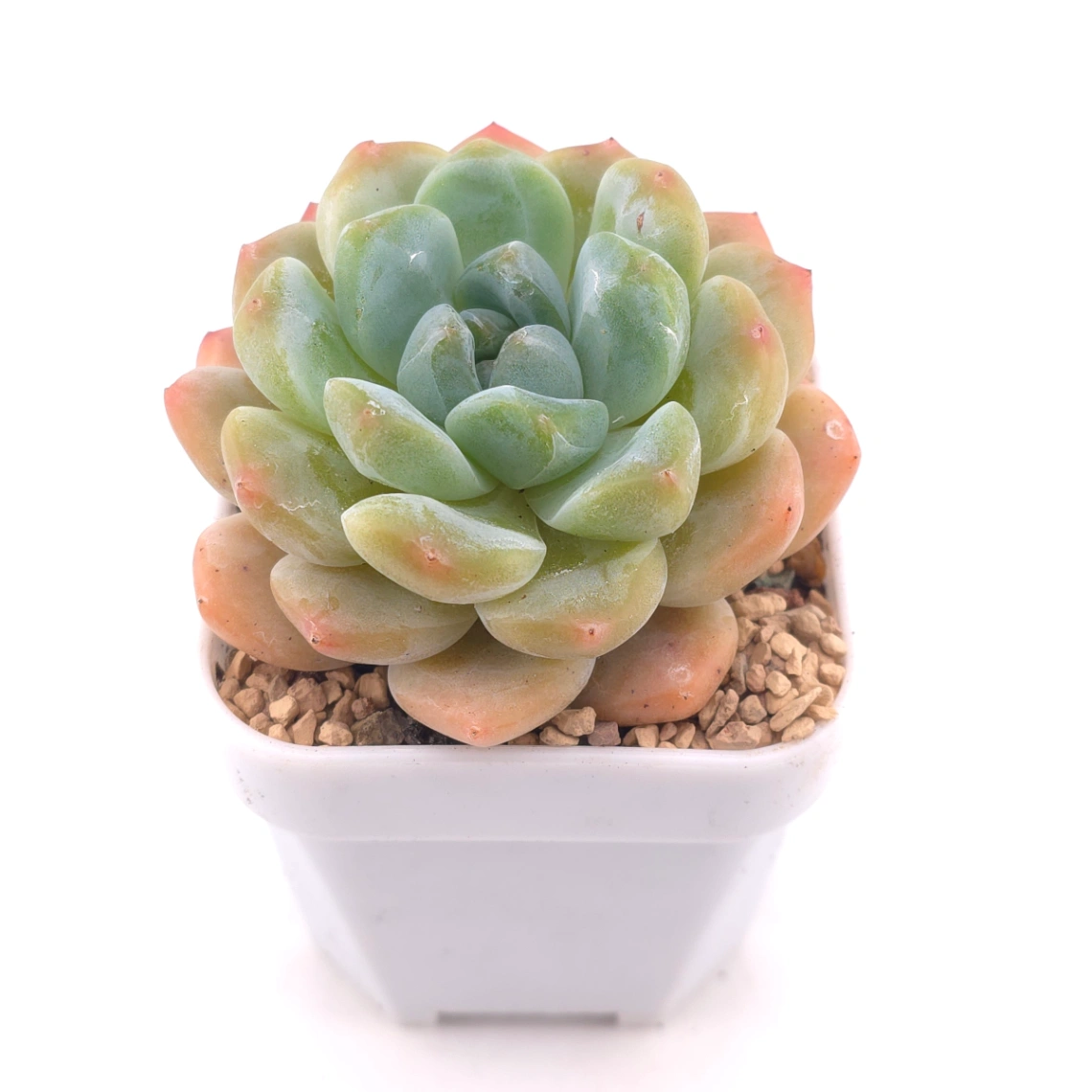 Echeveria ‘All Star’ | 全明星 thumbnail 2