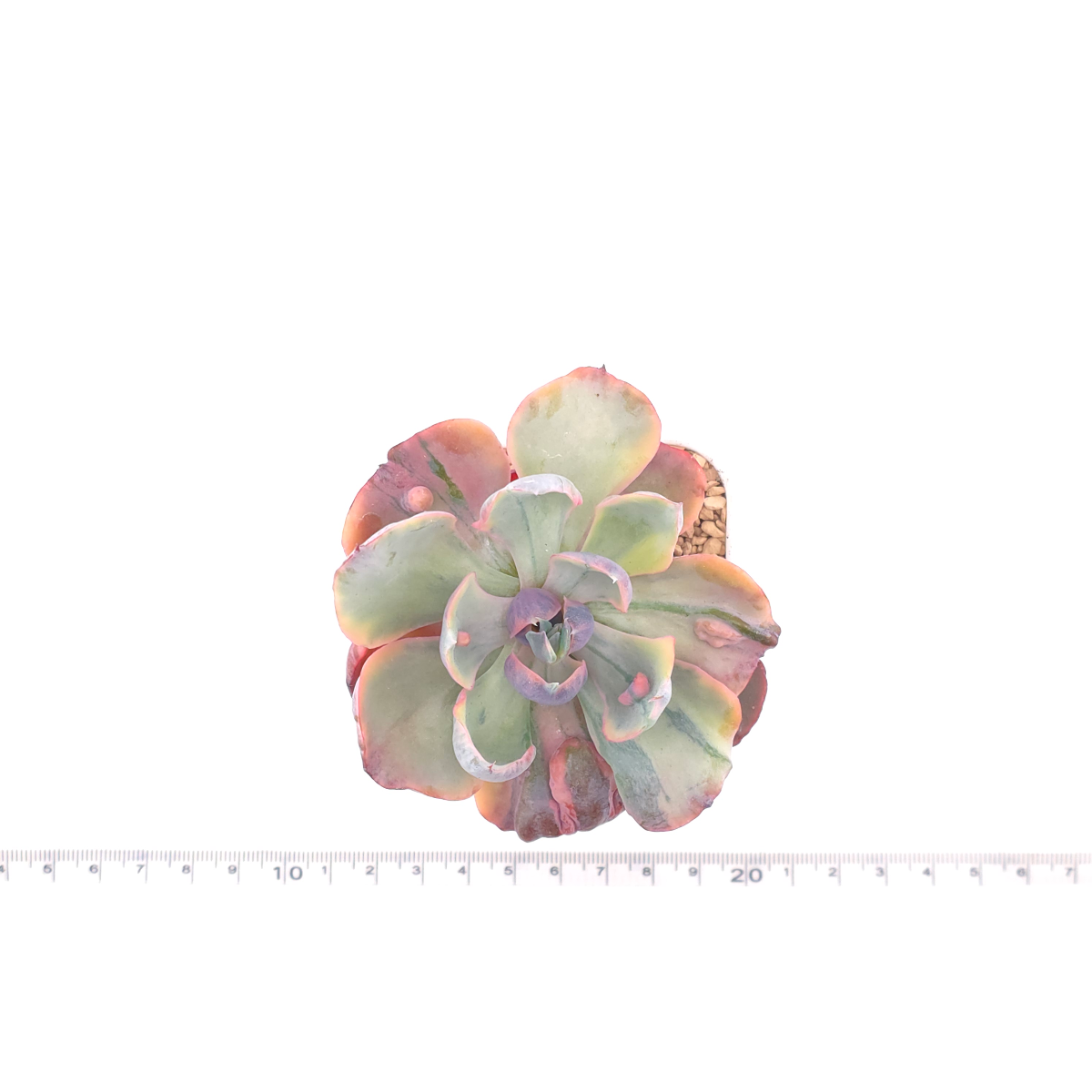 Echeveria ‘Beyonce’ variegated | 心之月錦 thumbnail 4