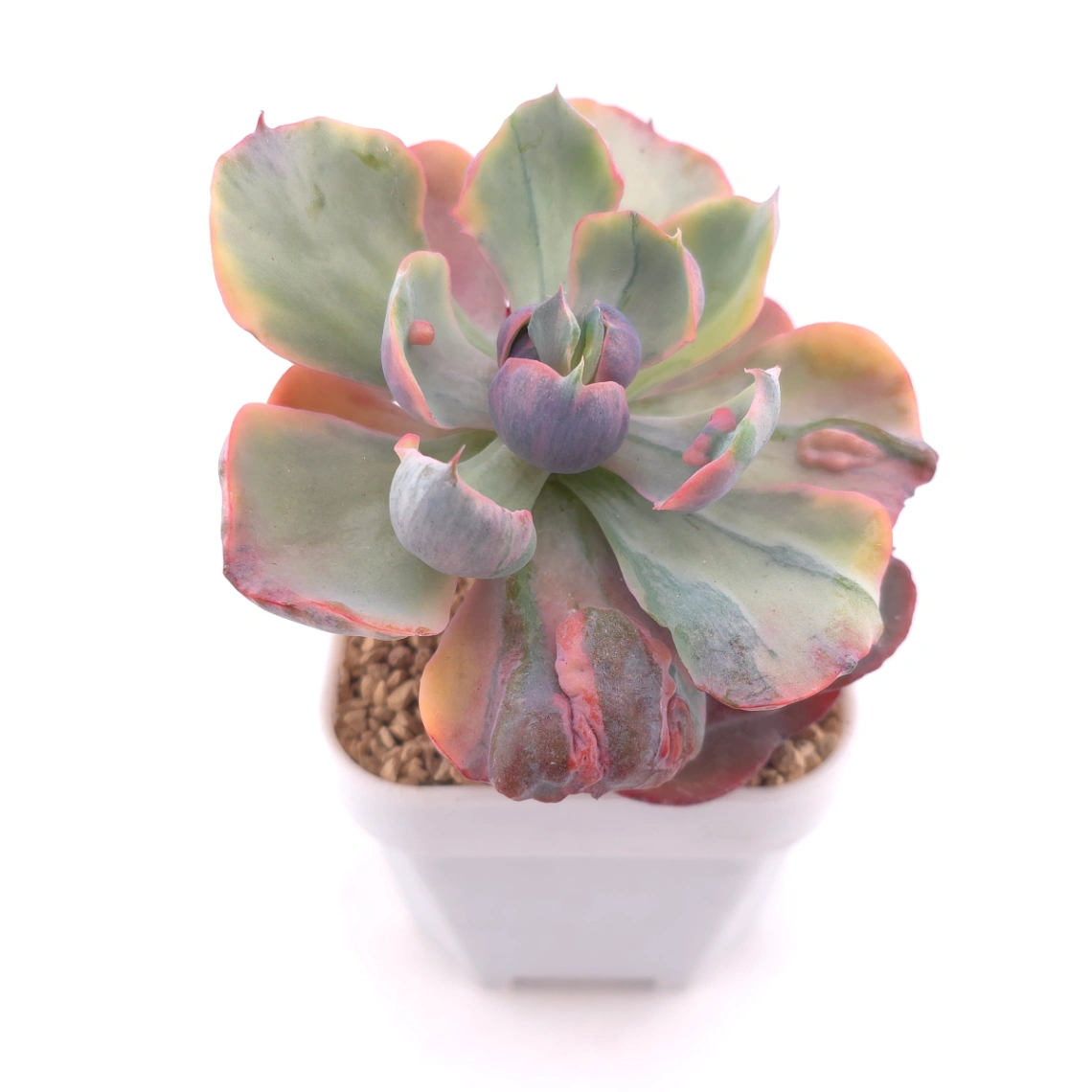 Echeveria ‘Beyonce’ variegated | 心之月錦 thumbnail 2