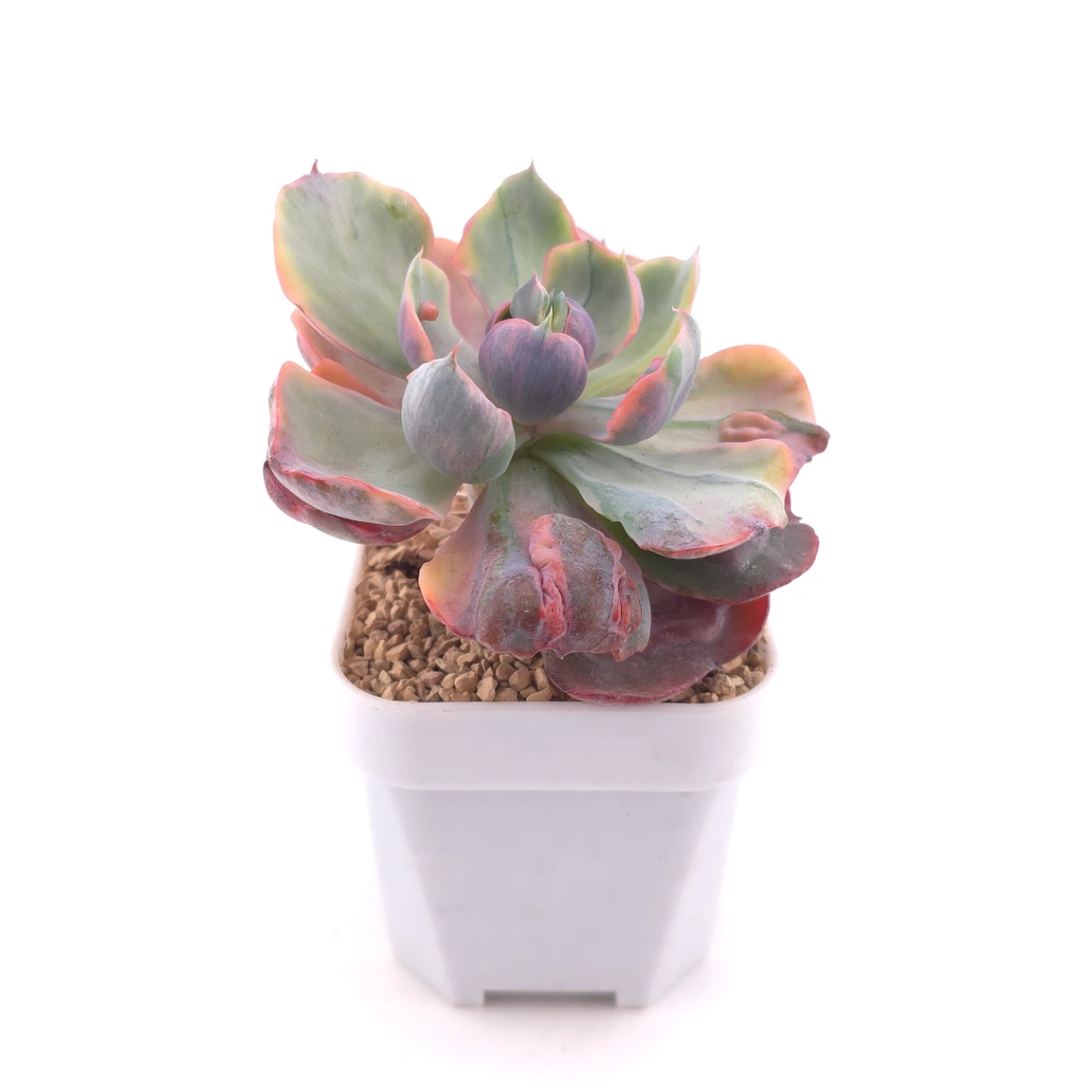 Echeveria ‘Beyonce’ variegated | 心之月錦 thumbnail 3