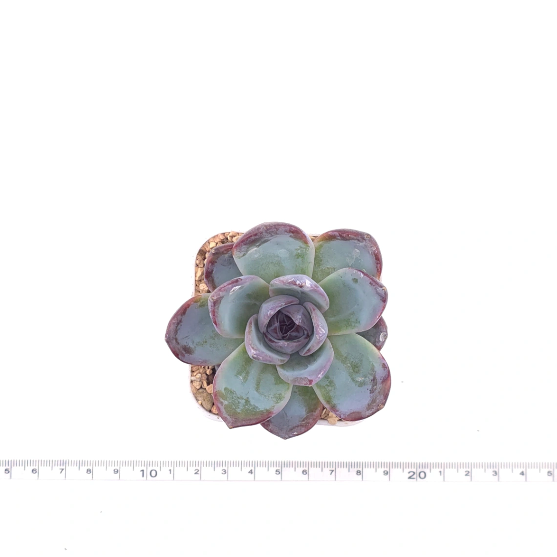 Echeveria 'Black Orange' | 黑橙 thumbnail 4