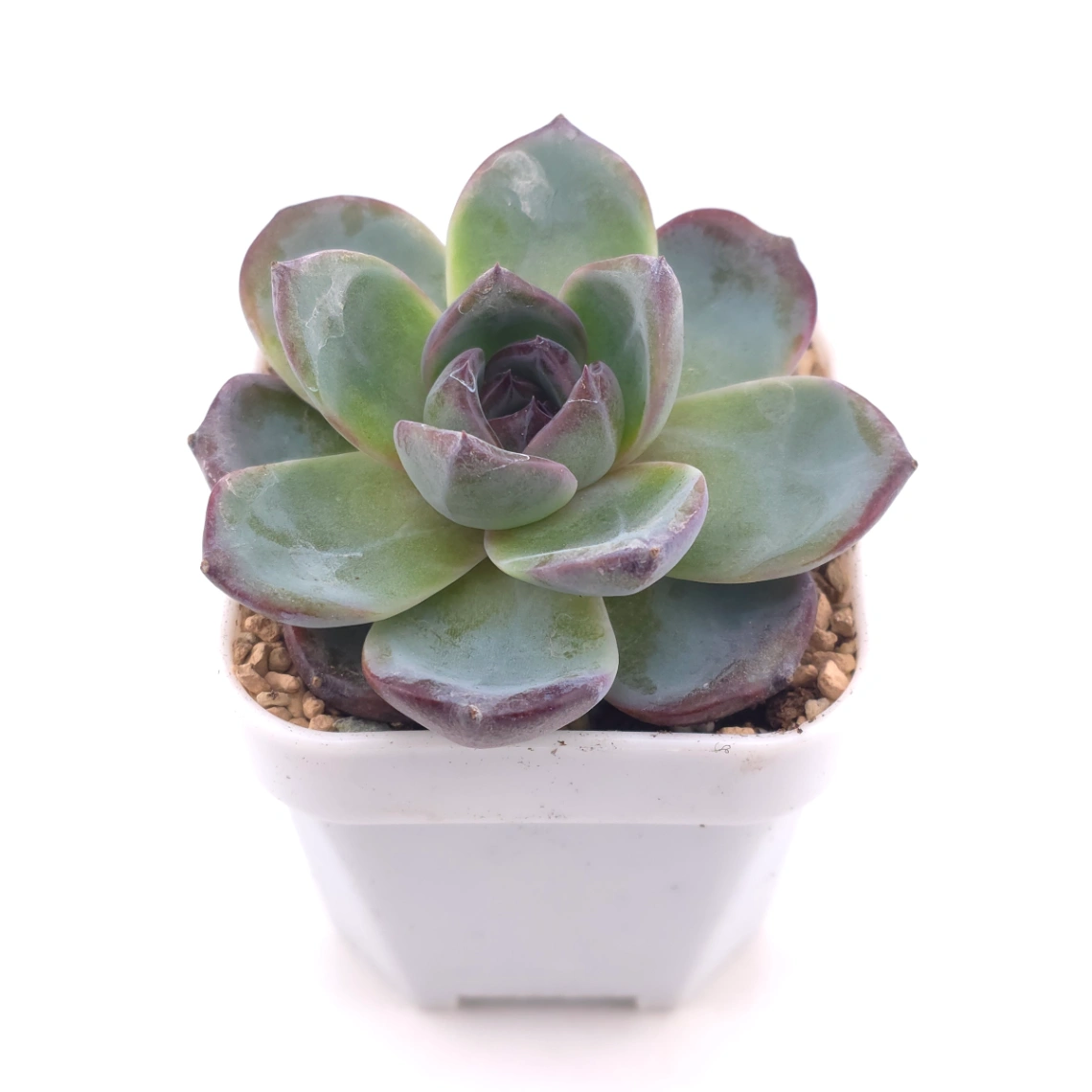 Echeveria 'Black Orange' | 黑橙 thumbnail 2
